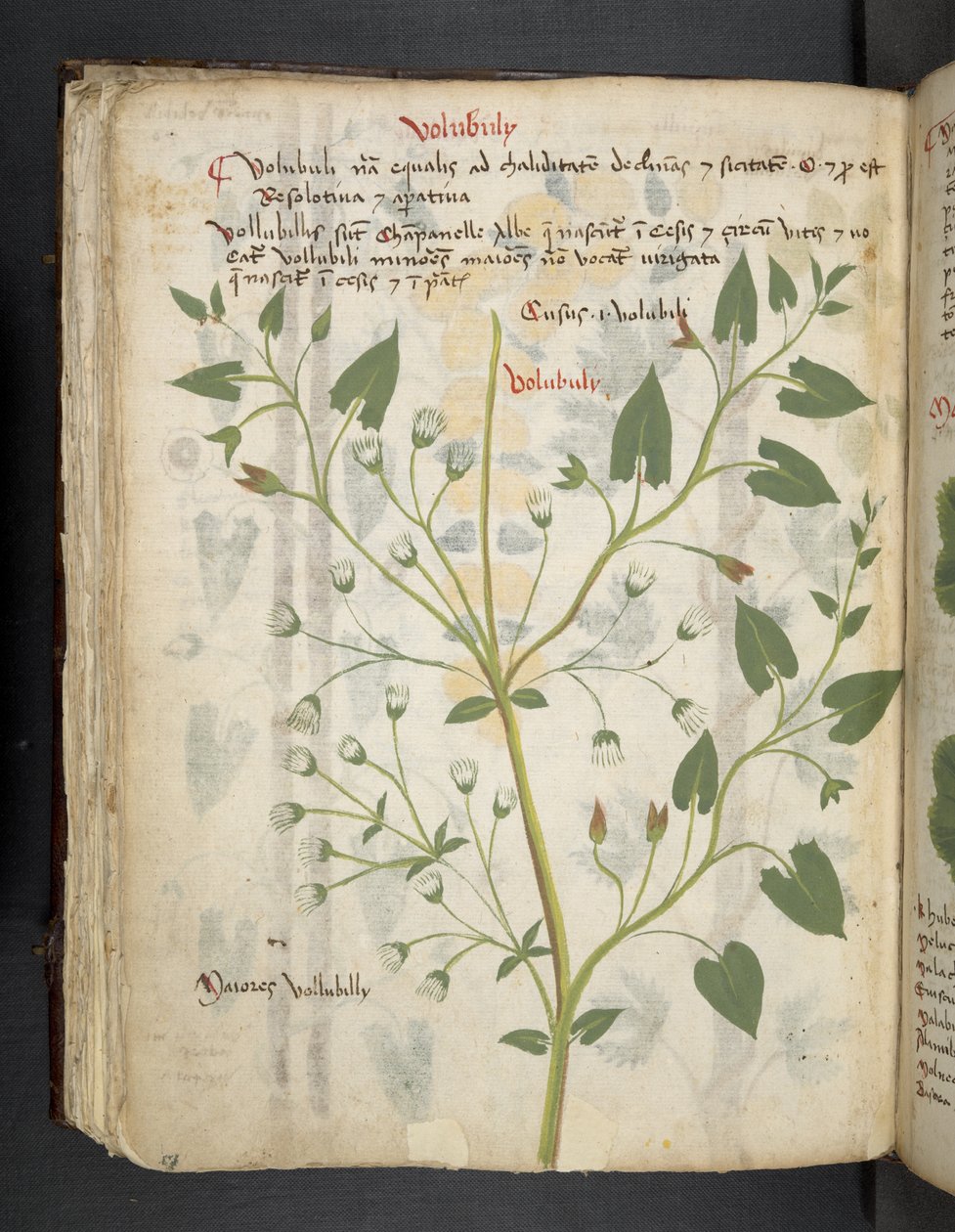 أضف MS 41623 f.75v "A herbal" ، Belluno (حبر ولون على ورق) بواسطة المدرسة الايطالية