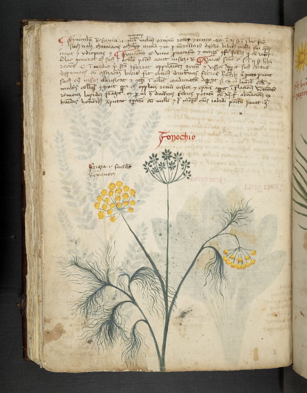 أضف MS 41623 f.84v Finocchio ، من "A herbal" ، Belluno (حبر ولون على ورق) بواسطة المدرسة الايطالية