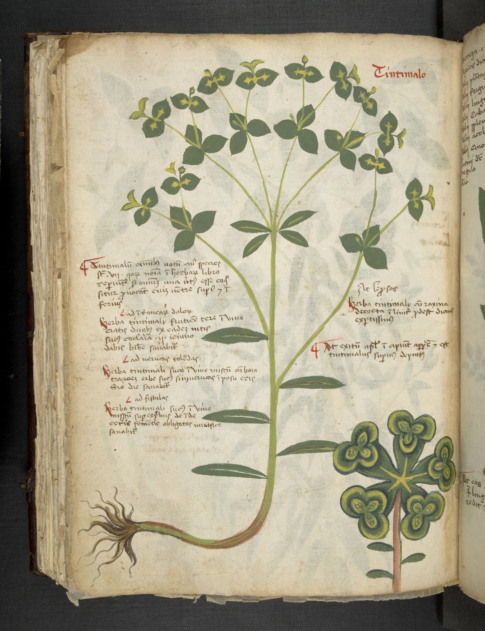 أضف MS 41623 f.94v "A herbal" ، Belluno (حبر ولون على ورق) بواسطة المدرسة الايطالية