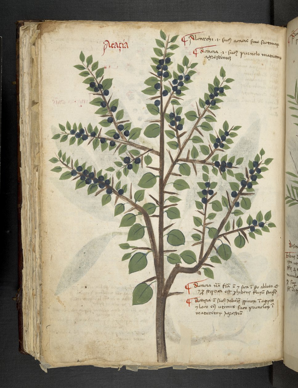 إضافة MS 41623 f.95v 'Aherbal'، Belluno (حبر ولون على الرق) بواسطة المدرسة الايطالية