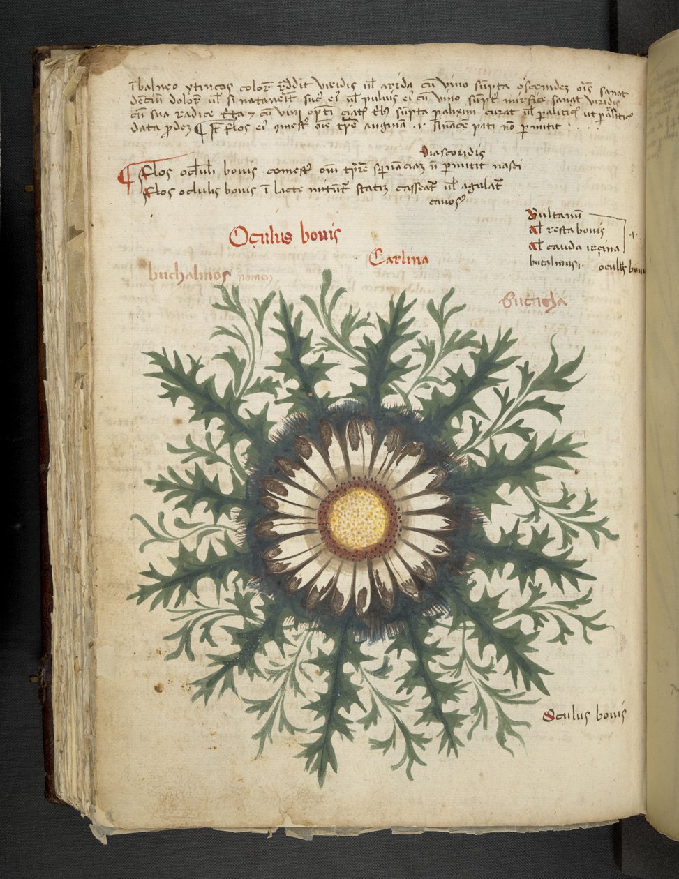 أضف MS 41623 f.97v Carlina ، من "A herbal" ، Belluno (حبر ولون على ورق) بواسطة المدرسة الايطالية