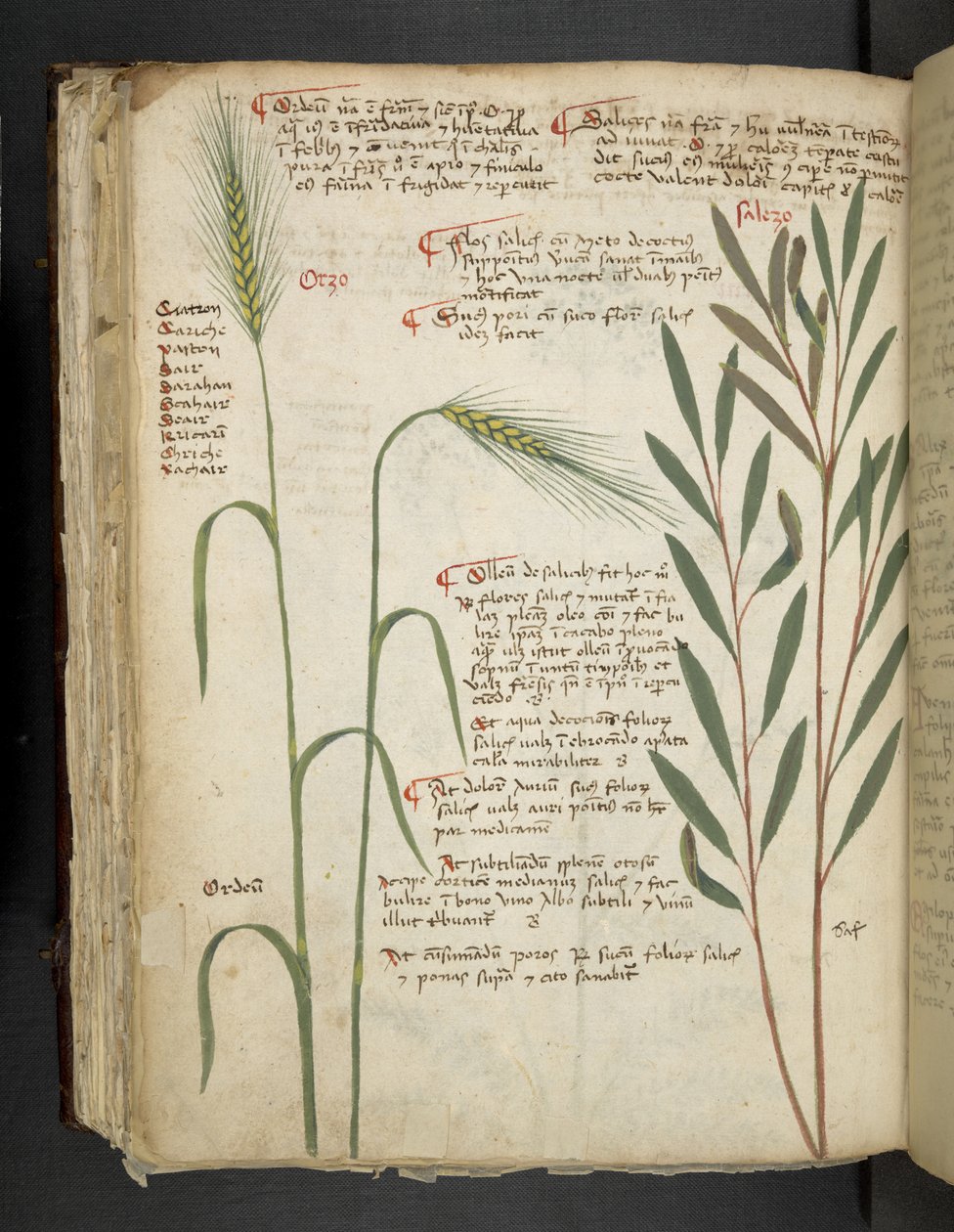 أضف MS 41623 f.98v Orzo ، من "A herbal" ، Belluno (الحبر واللون على الرق) بواسطة المدرسة الايطالية