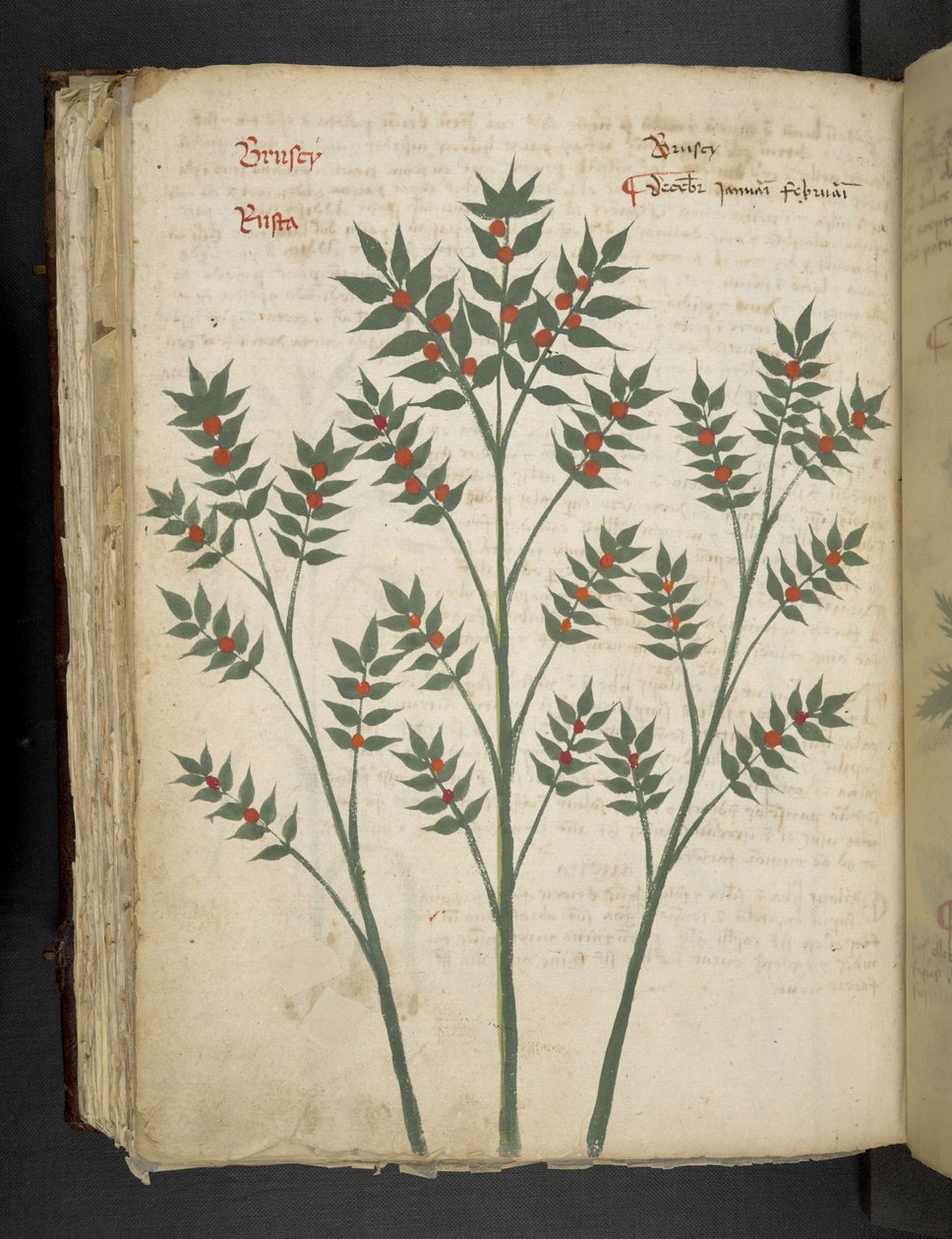 أضف MS 41623 f.99v "A herbal" ، Belluno (حبر ولون على ورق) بواسطة المدرسة الايطالية