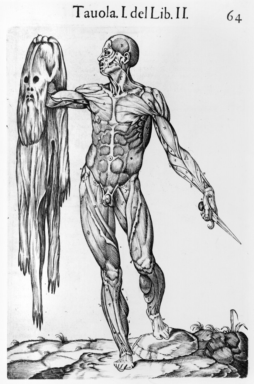 دراسة تشريحية ، لوحة 64 ، توضيح من Anatomia del corpo humano بقلم خوان دي فالفيردي (c.1525-c.1587) روما ، 1560 بواسطة المدرسة الايطالية