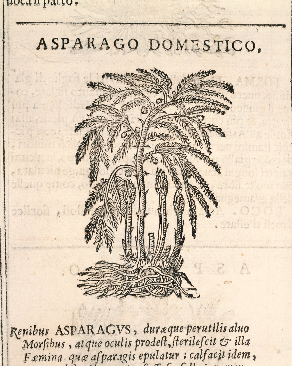 الهليون (Asparagus officinalis) ، نقش بواسطة Castore Durante بواسطة المدرسة الايطالية
