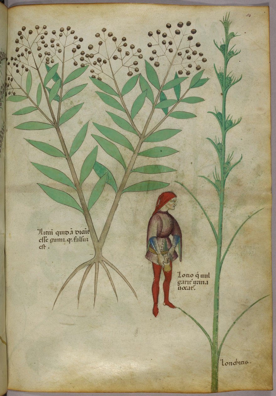 رسم توضيحي نباتي لنبات ورجل يتبولان في إناء ، حوالي 1440 (حبر ولون على ورق) بواسطة المدرسة الايطالية