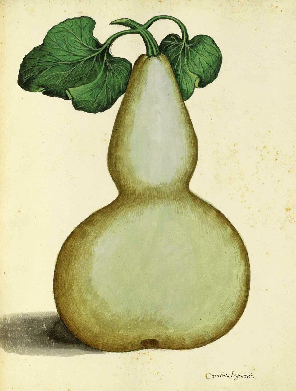 كالاباش بواسطة Ulisse Aldrovandi بواسطة المدرسة الايطالية
