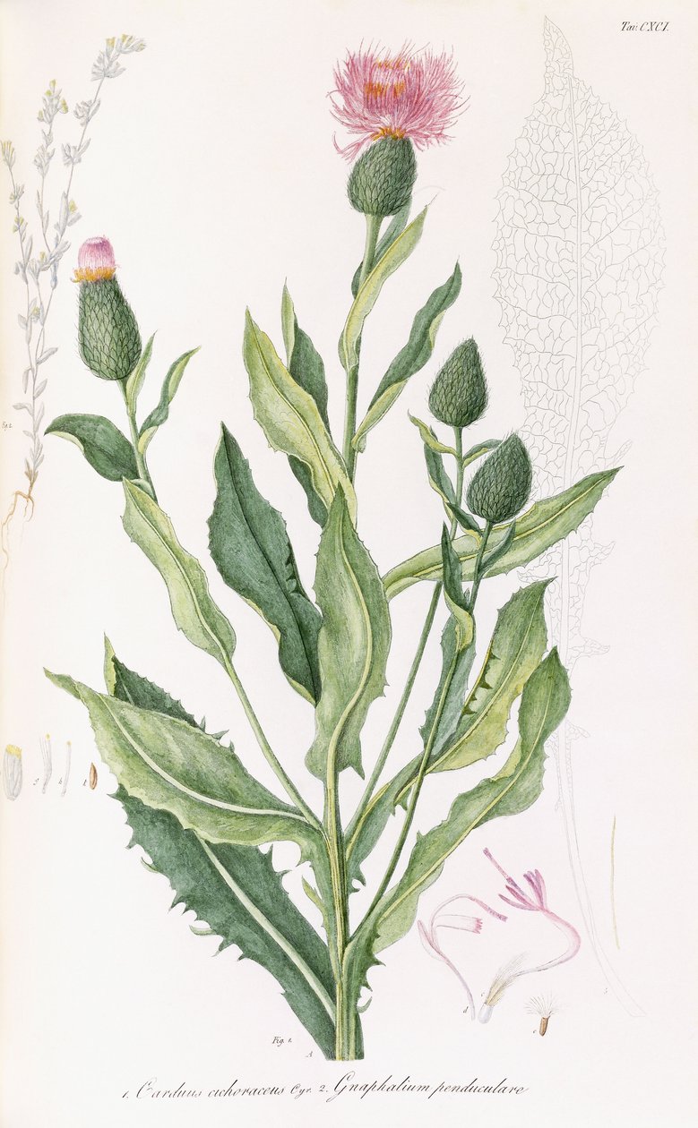 Cardus cichoraceus و Gnaphalium penduculare ، 1811-1838 بواسطة المدرسة الايطالية