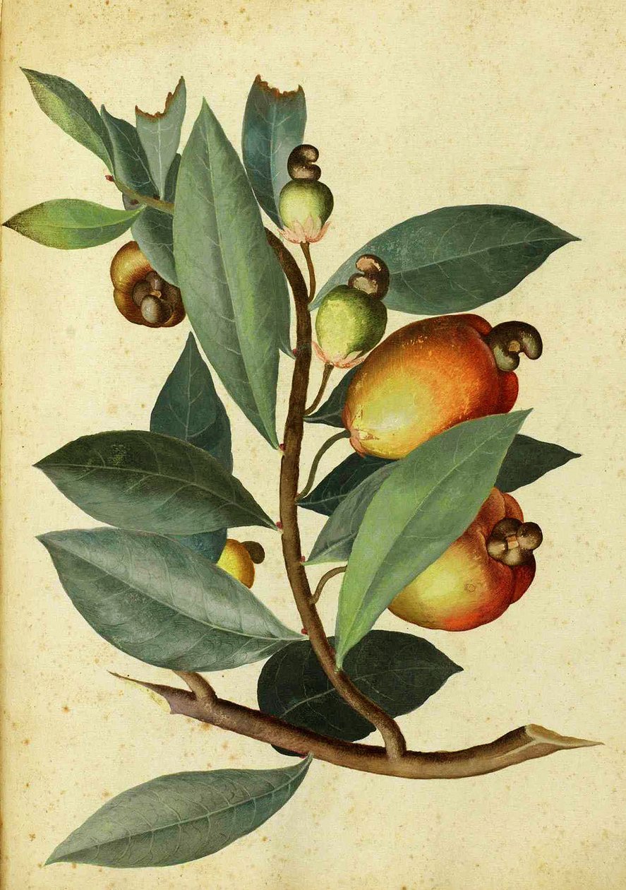 الكاجو بواسطة Ulisse Aldrovandi بواسطة المدرسة الايطالية
