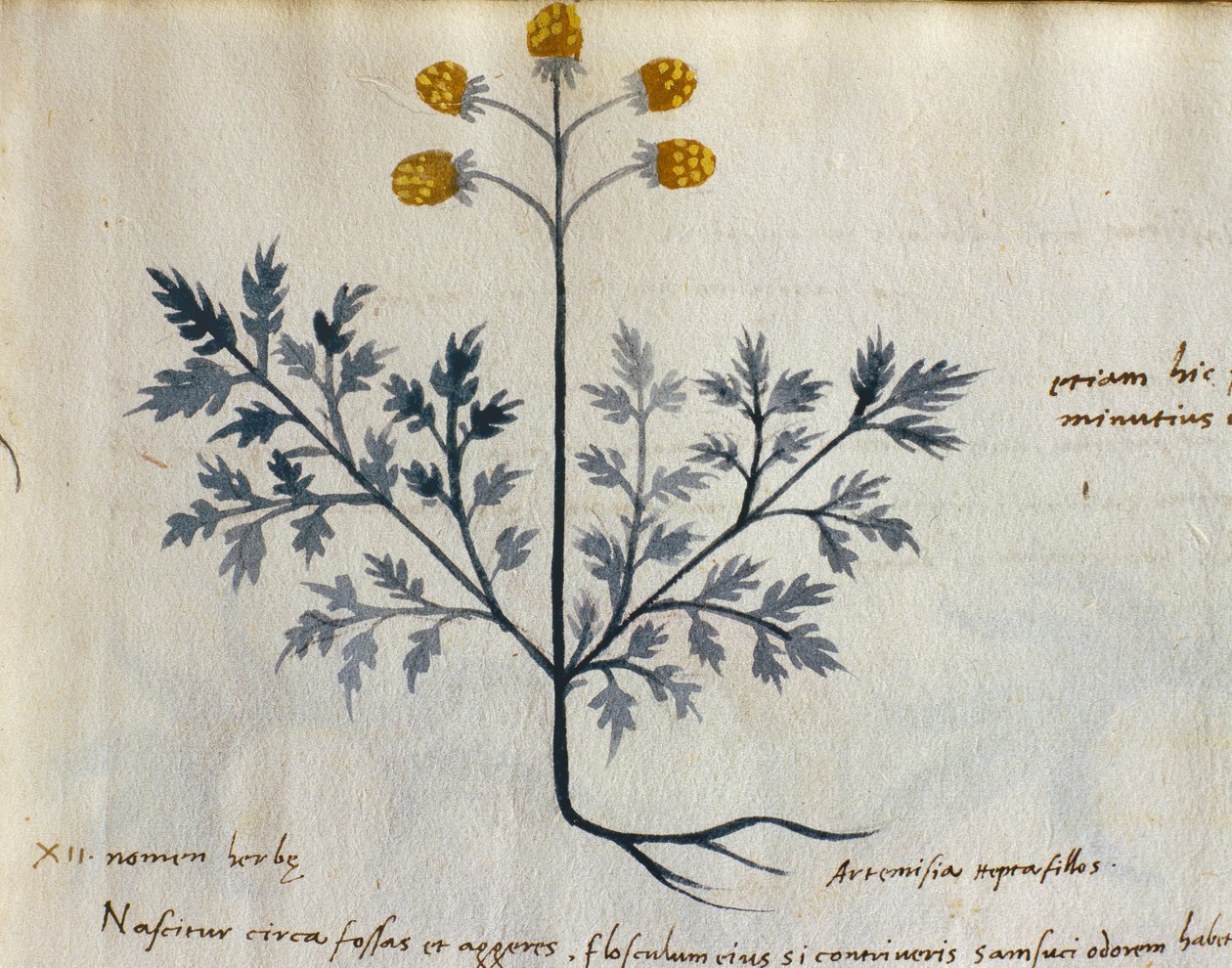 سمك القد. 2007 الأرطماسيا ، نبات طبي من "Herbarium Apulei Platonici" (ألوان مائية وحبر على رق) (تفاصيل 415715) بواسطة المدرسة الايطالية