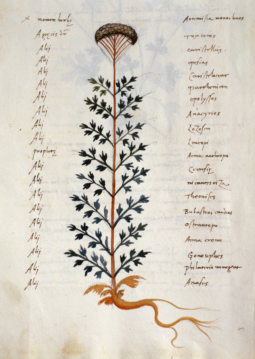 سمك القد. 2377 الأرطماسيا ، نبات طبي من "Herbarium Apulei Platonici" (ألوان مائية وحبر على رق) بواسطة المدرسة الايطالية