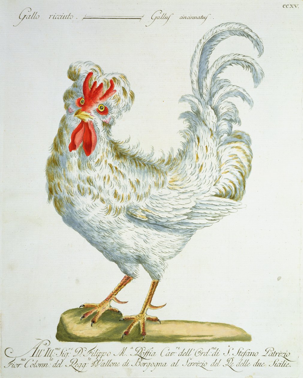 كوكتيل ذو شعر مجعد ، c.1767-76 (نقش ملون باليد) بواسطة المدرسة الايطالية