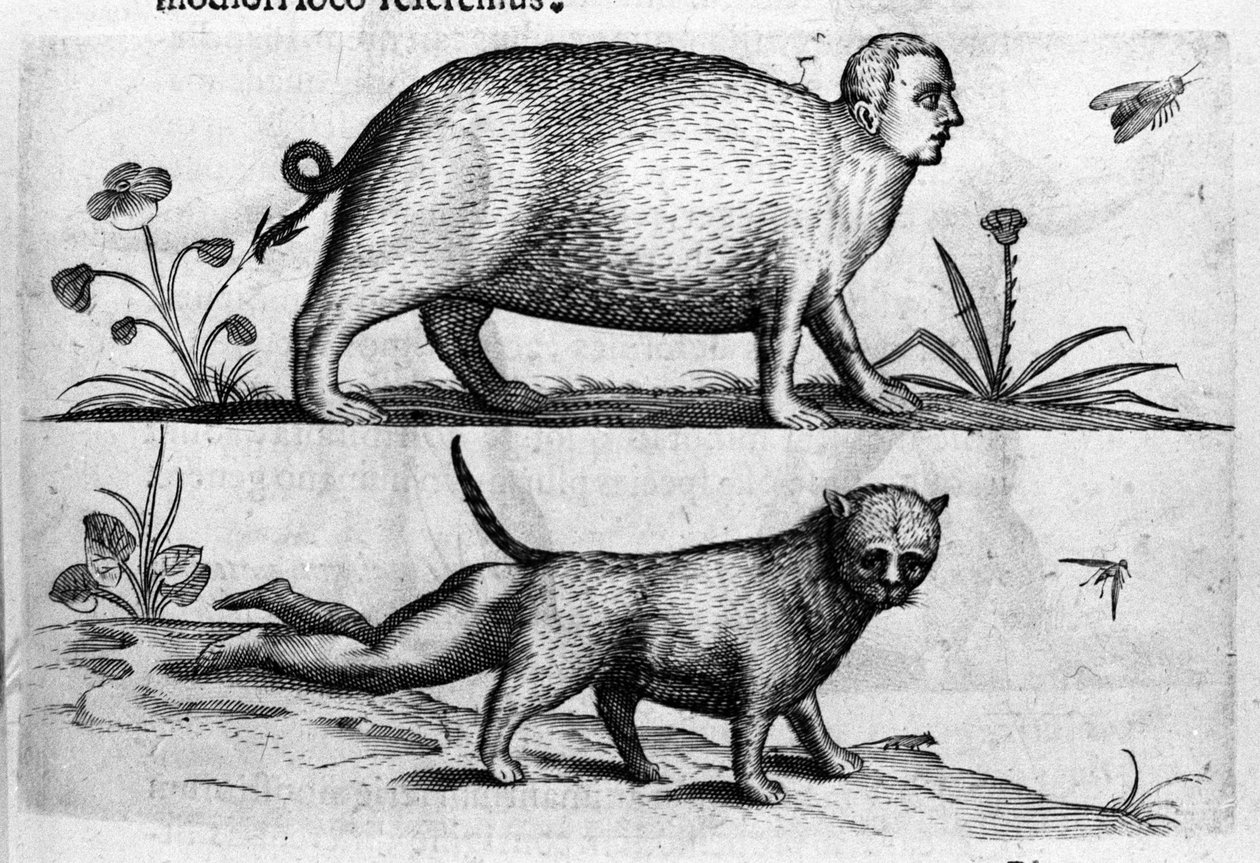 أنواع مختلفة من الوحوش البشرية: أنت قطة ذات أرجل أطفال. نقش من "De monstrorum natura، reasonis et differentiis" لعالم إيطالي Fortunio Liceti (1577-1656). 1646 بواسطة المدرسة الايطالية