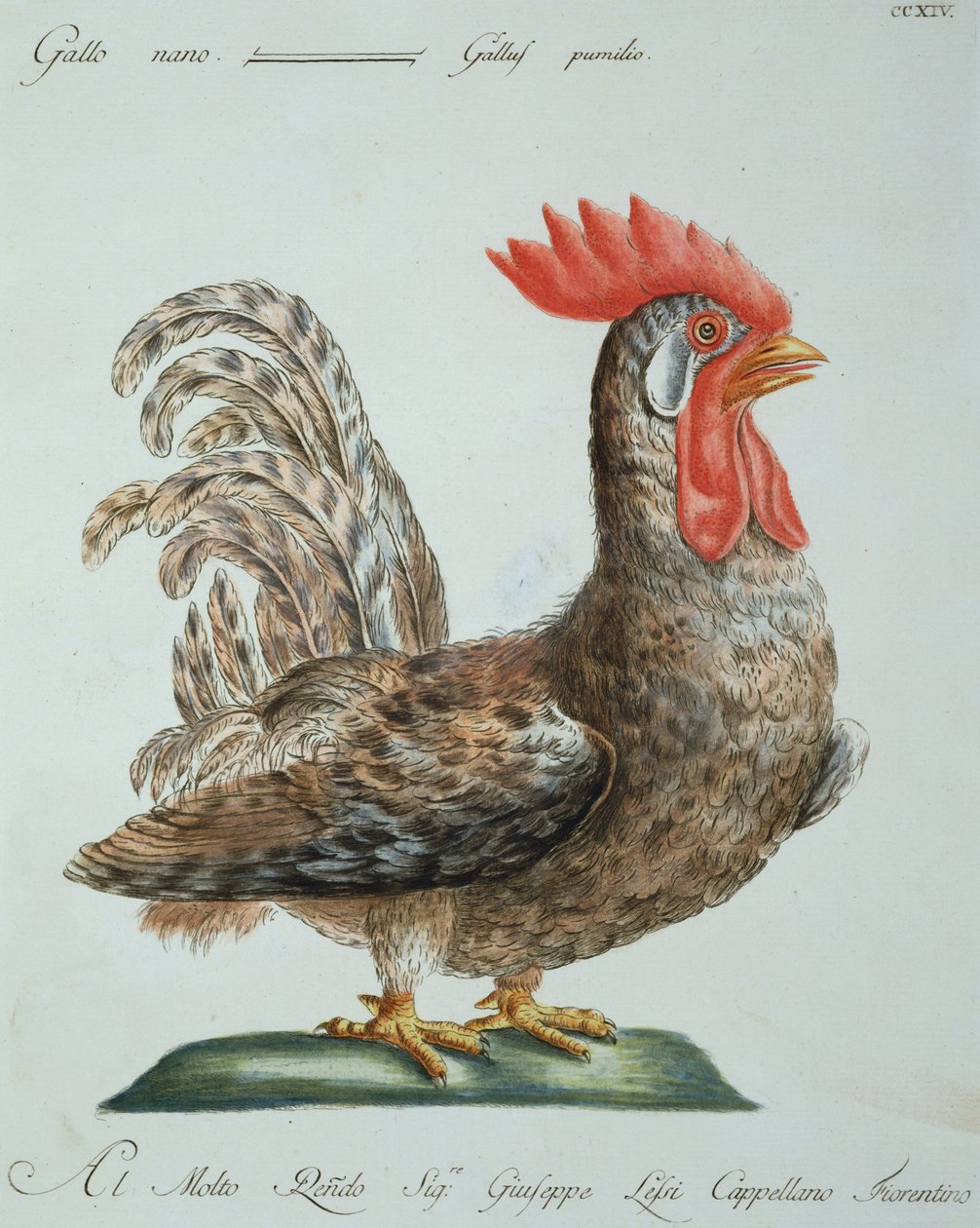 قزم كوكريل ، c.1767-76 (النقش اليدوي) بواسطة المدرسة الايطالية