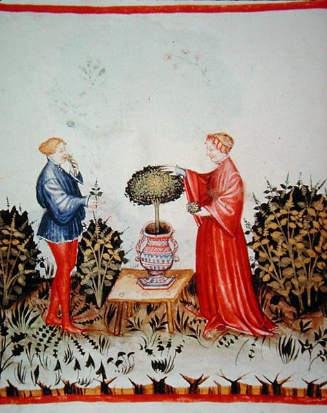 Fol.39v جمع Basilicum Curatum ، رسم توضيحي من "Tacuinus Santiatis Code of Vienna" (على الرق) بواسطة المدرسة الايطالية
