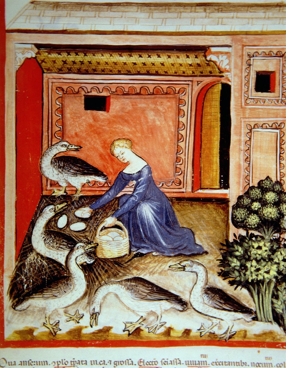 Fol.66r تربية الأوز ، التوضيح من Tacuinum Santiatis Codex Vindobonensis بواسطة المدرسة الايطالية
