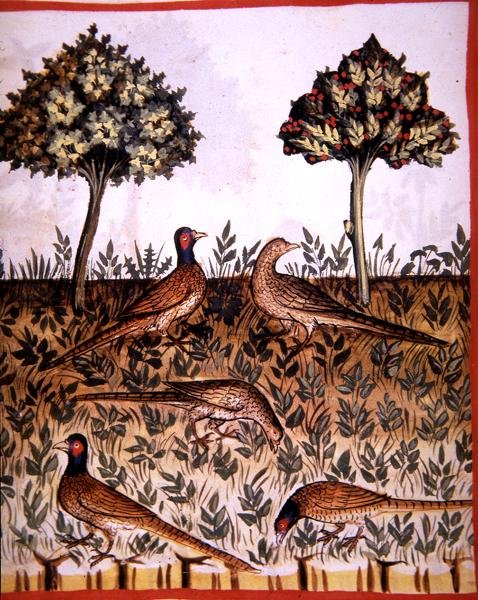 ورقة 68v الدراجين ، رسم توضيحي من "Tacuinum Santiatis Codex Vindobonensis" (رق) بواسطة المدرسة الايطالية