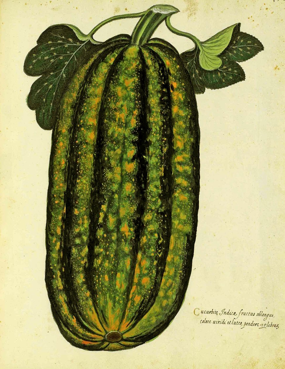قرع مستطيل أخضر من قبل Ulisse Aldrovandi (1522 - 1605) لوحة نشرت في Piante Fiori Frutti (نقش ملون باليد). بواسطة المدرسة الايطالية