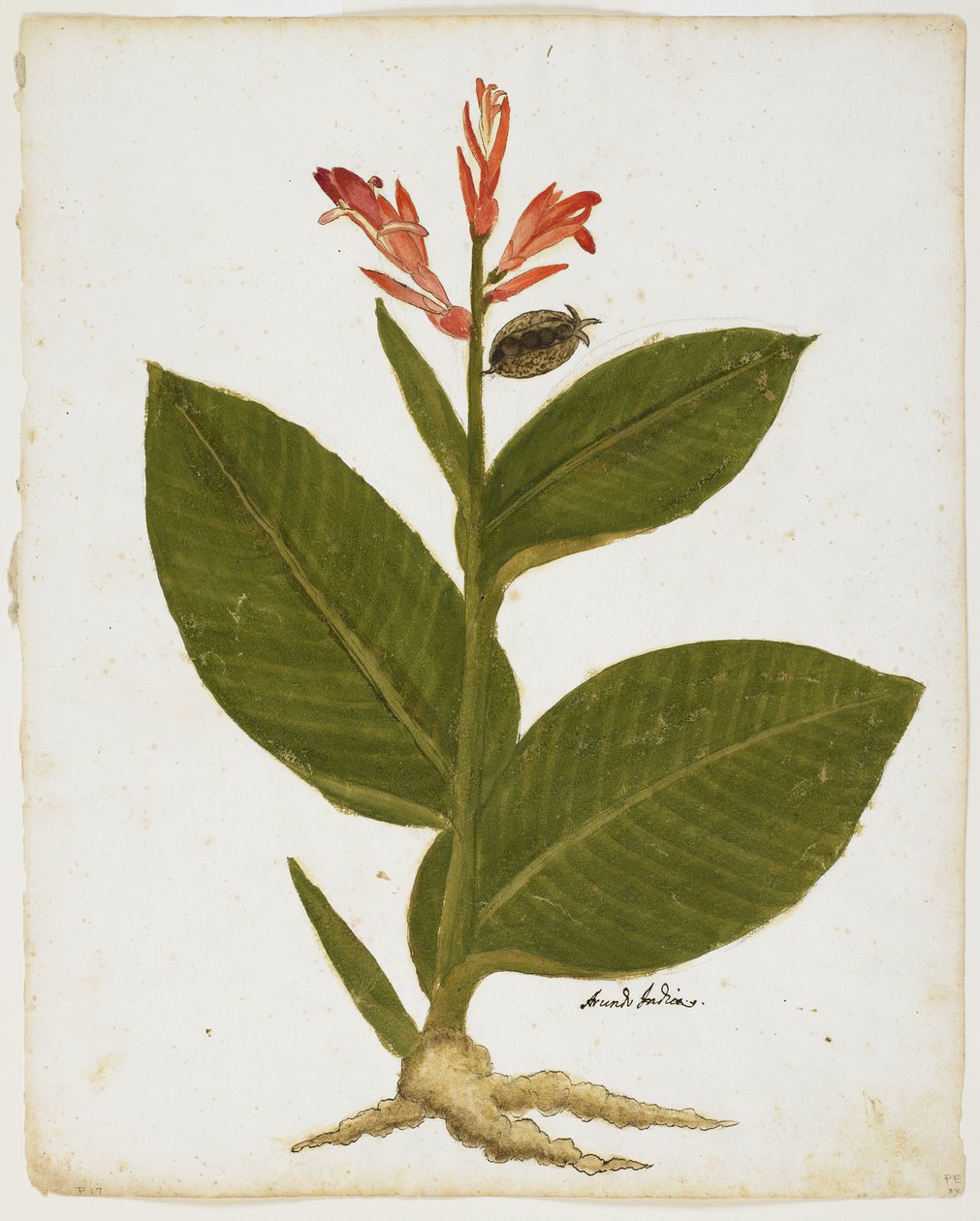 طلقة هندية (Canna indica) (مرحاض على ورق) بواسطة المدرسة الايطالية