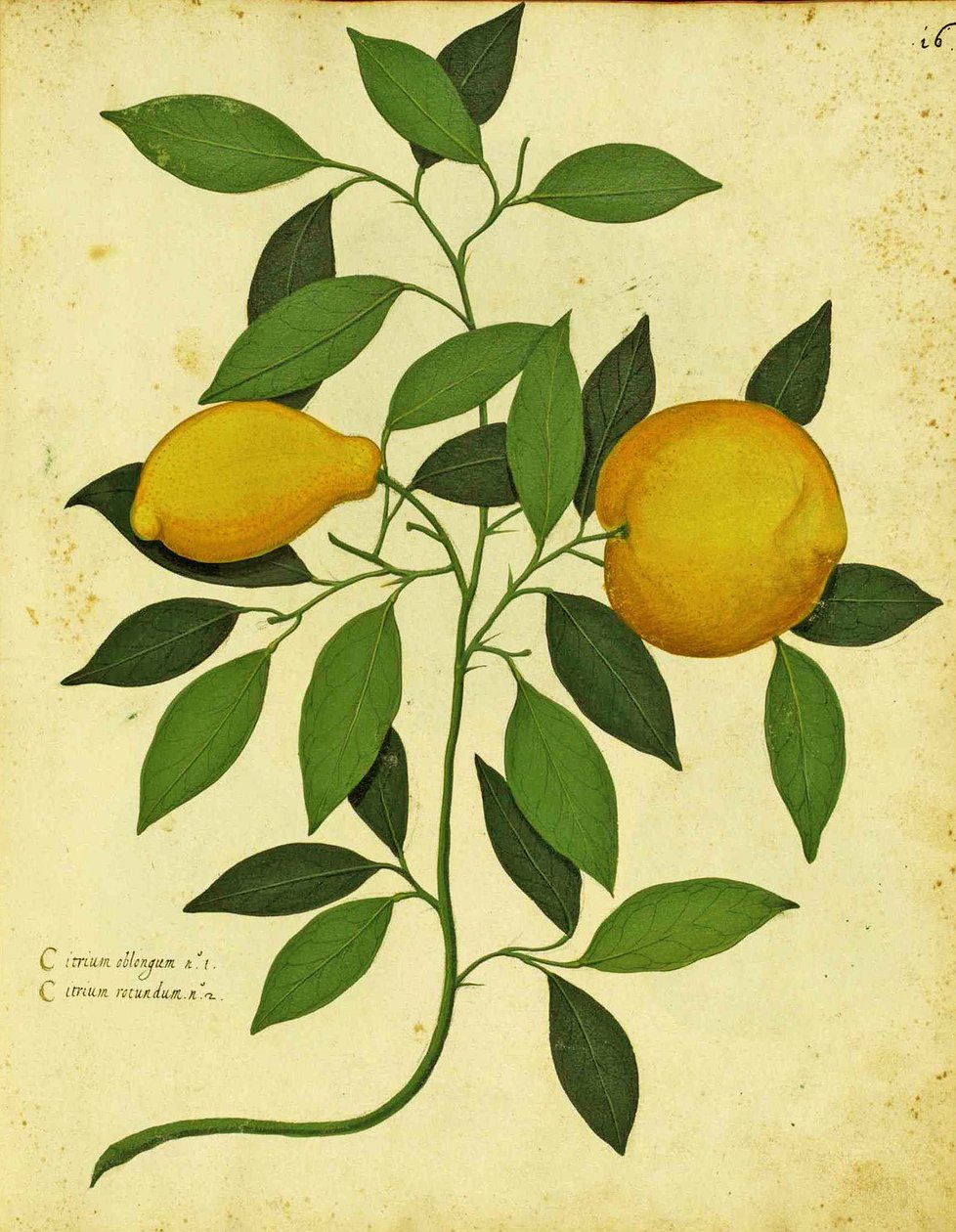 الإرث الإيطالي الليمون من قبل Ulisse Aldrovandi (1522 - 1605) لوحة نشرت في Piante Fiori Frutti (نقش ملون باليد). بواسطة المدرسة الايطالية