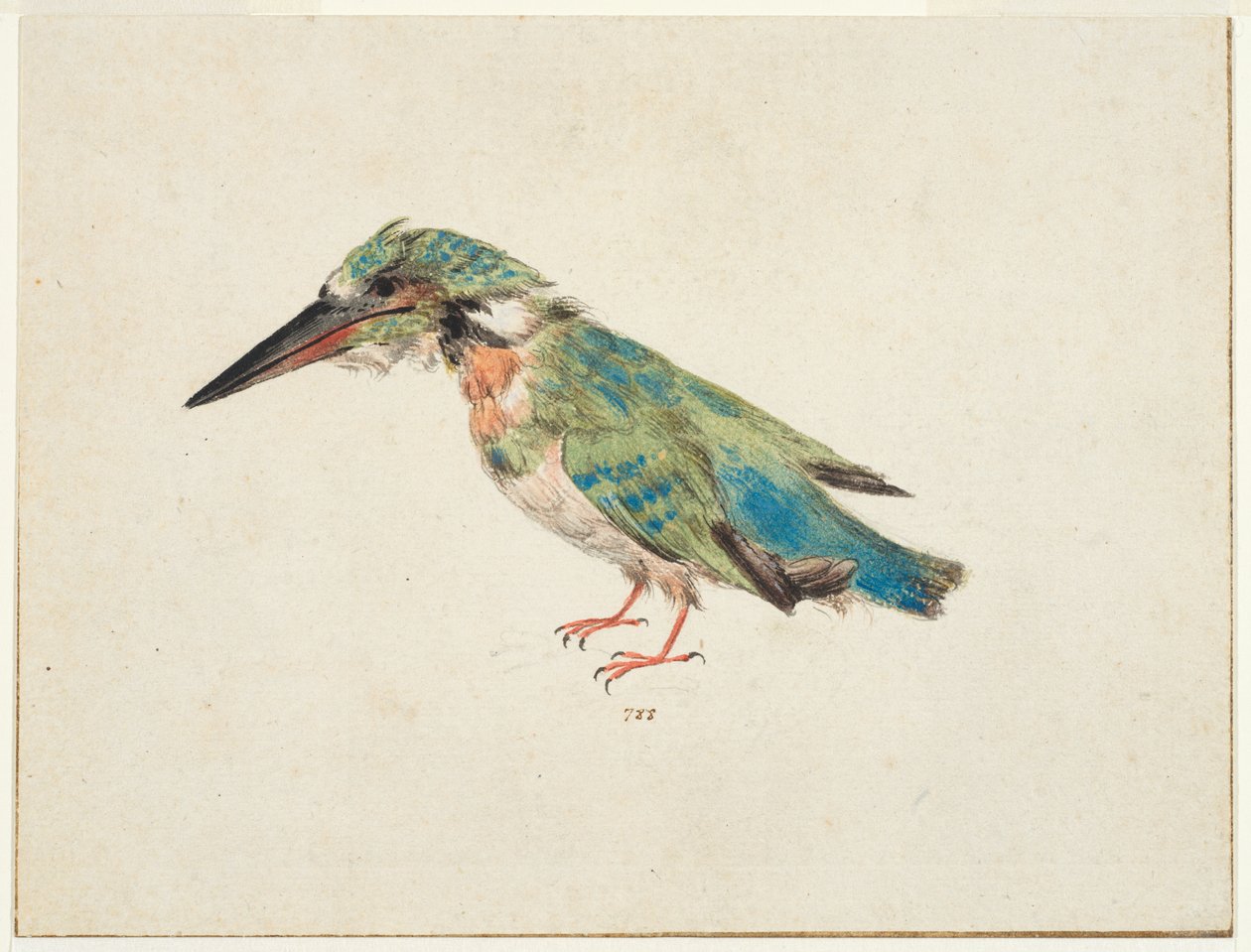 الرفراف، c.1650-99 (طباشير أسود، ألوان مائية، لون الجسم على ورق ممدود، مع خطوط تأطير بالحبر البني على ثلاث حواف) بواسطة المدرسة الايطالية