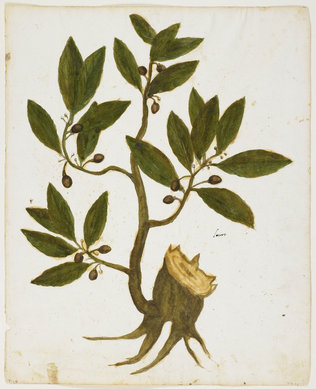 شجرة الغار (Laurus nobilis) (مرحاض وحرارة على ورق) بواسطة المدرسة الايطالية