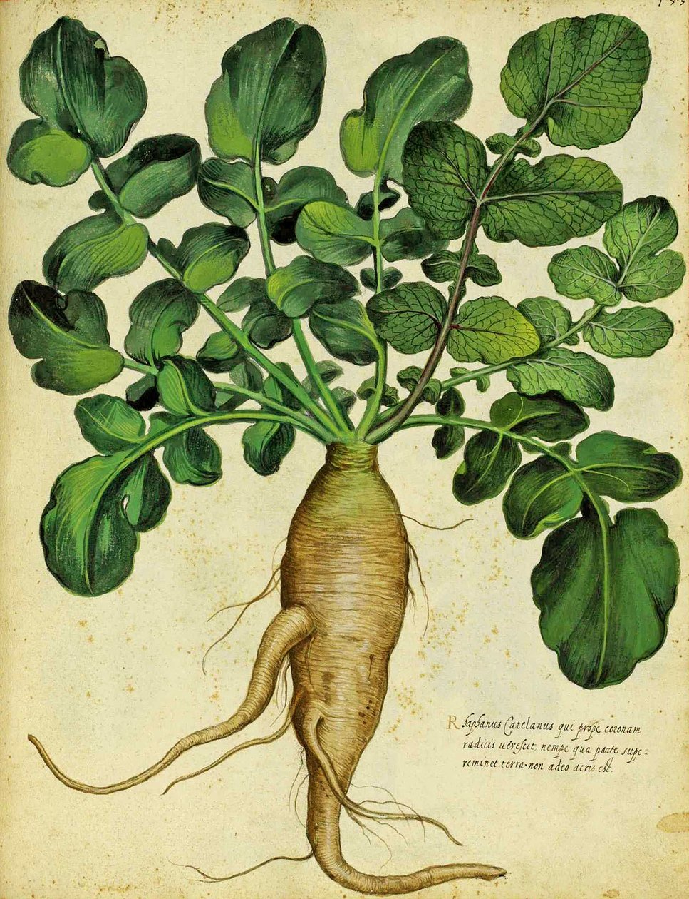 الفجل الأبيض الطويل بواسطة Ulisse Aldrovandi بواسطة المدرسة الايطالية
