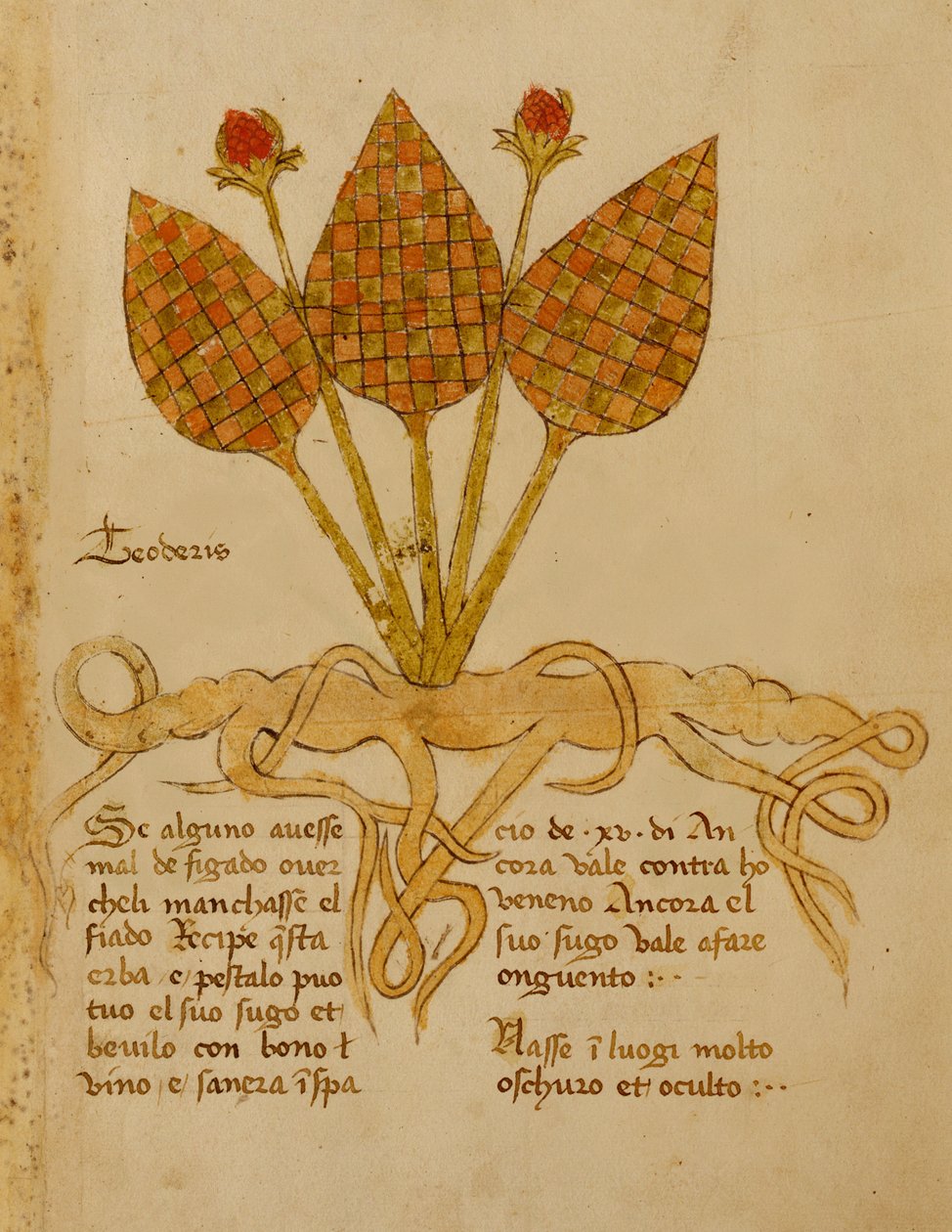 Ms 1591 Fol.19r Herba Teoderis (ورق) بواسطة المدرسة الايطالية