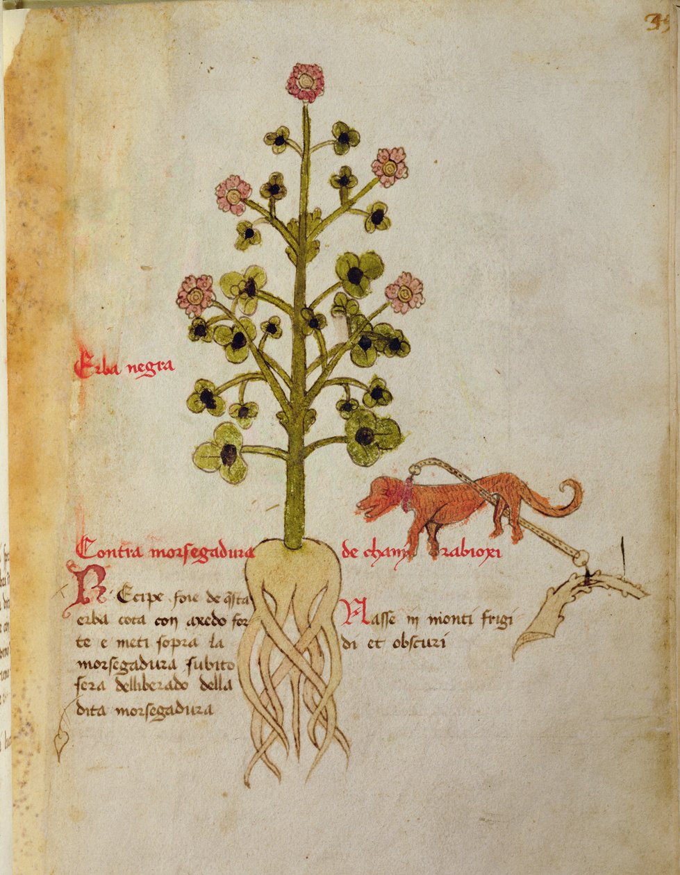Ms 1591 Fol.38r Herba Negra (رق) بواسطة المدرسة الايطالية