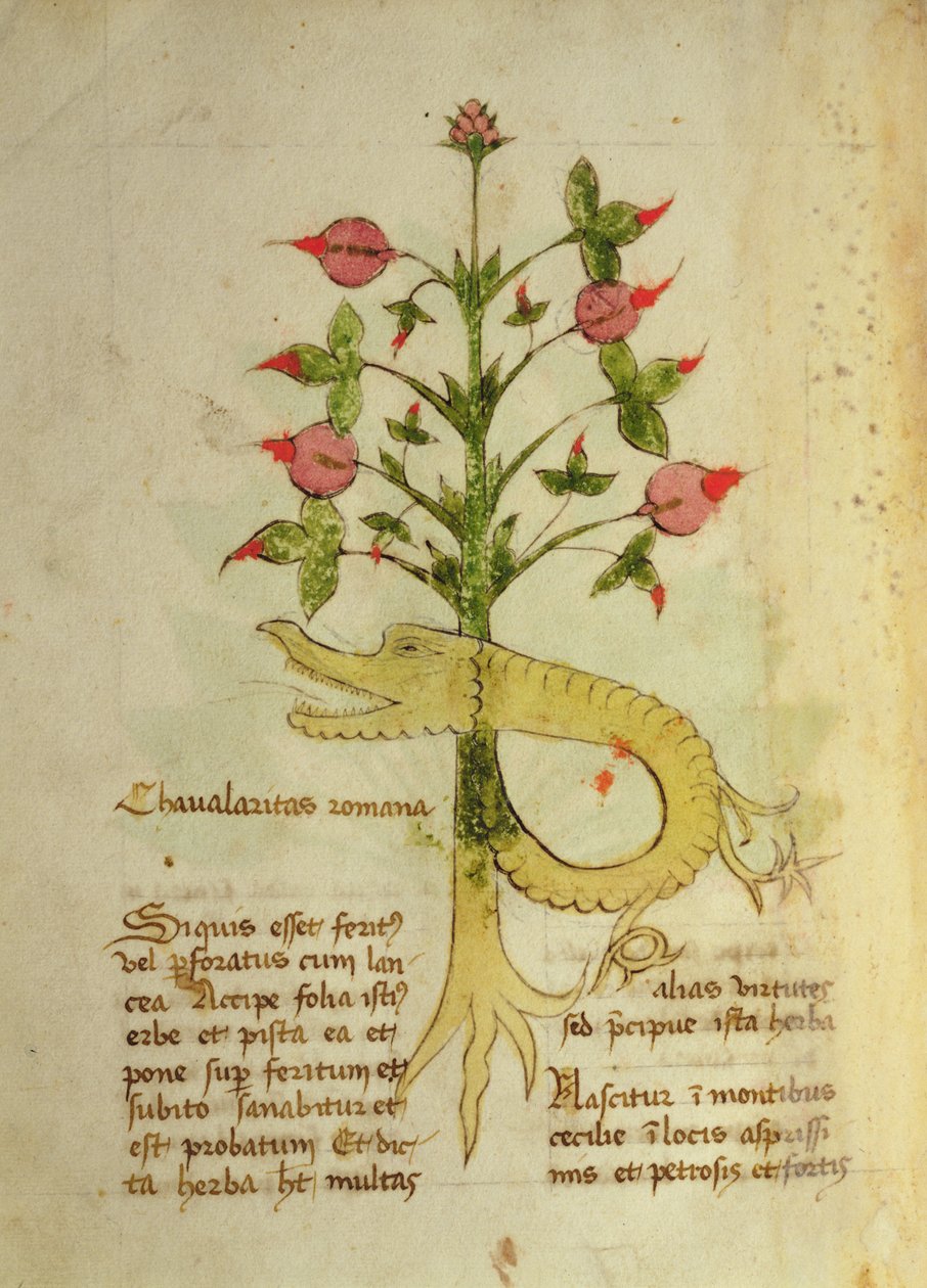 Ms 1591 Fol.6v Herba Chavalaritas Romana ، أواخر القرن الخامس عشر (الرق) بواسطة المدرسة الايطالية