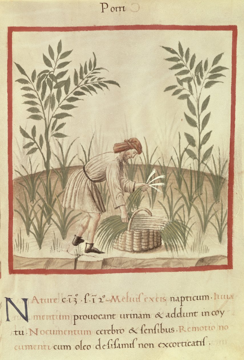 Ms 3054 f.22 حصاد الكراث ، من 