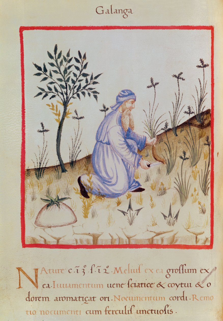 Ms 3054 f.22 حصاد الخولنجان ، من "Tacuinum Sanitatis" (ورق) بواسطة المدرسة الايطالية