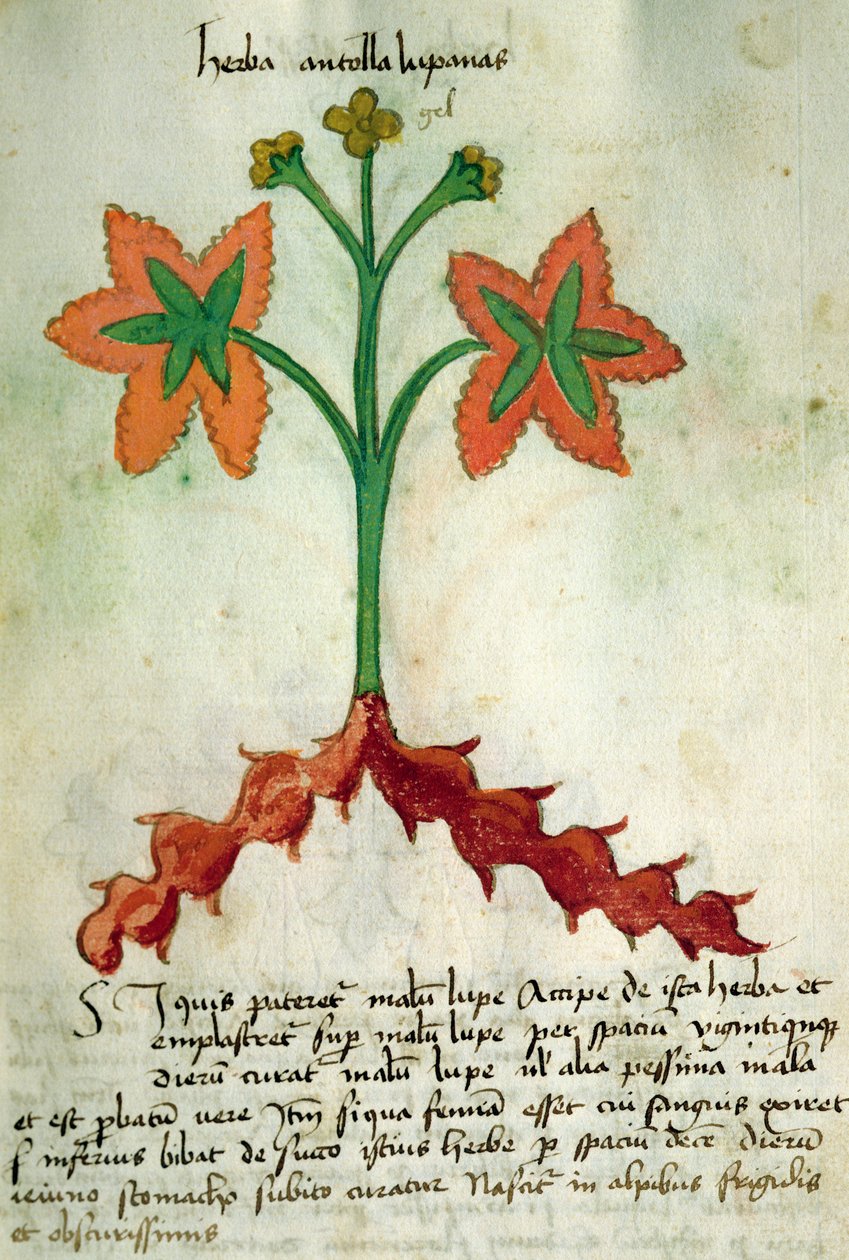 السيدة 320 1000 Fol.13r Herba Victoria ، من Liber Herbarius مع طرقها في صنع الأدوية "بقلم Orgione Rizzardo بواسطة المدرسة الايطالية