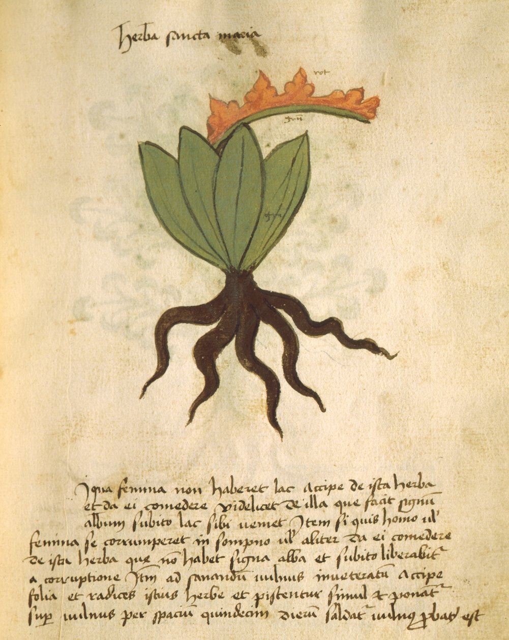 السيدة 320 1000 fol.28 مصنع سانتا ماريا ، من Liber Herbarius مع أسباب استكمال الطلبات بواسطة Orgione Rizzardo بواسطة المدرسة الايطالية