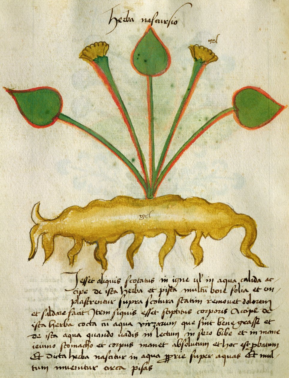 السيدة 320 Fol.29v Herba Nastrusio 1000 ، من "Herbarius مع طرقها في صنع الأدوية" بقلم Orgione Rizzardo بواسطة المدرسة الايطالية