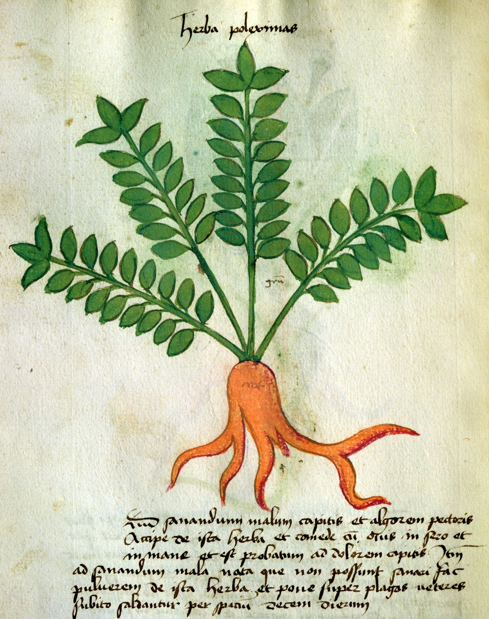السيدة 320 1000 Fol.31 Herba Poleximas ، من "Herbarius مع طرقها في صنع الأدوية" بقلم Orgione Rizzardo (الرق) بواسطة المدرسة الايطالية