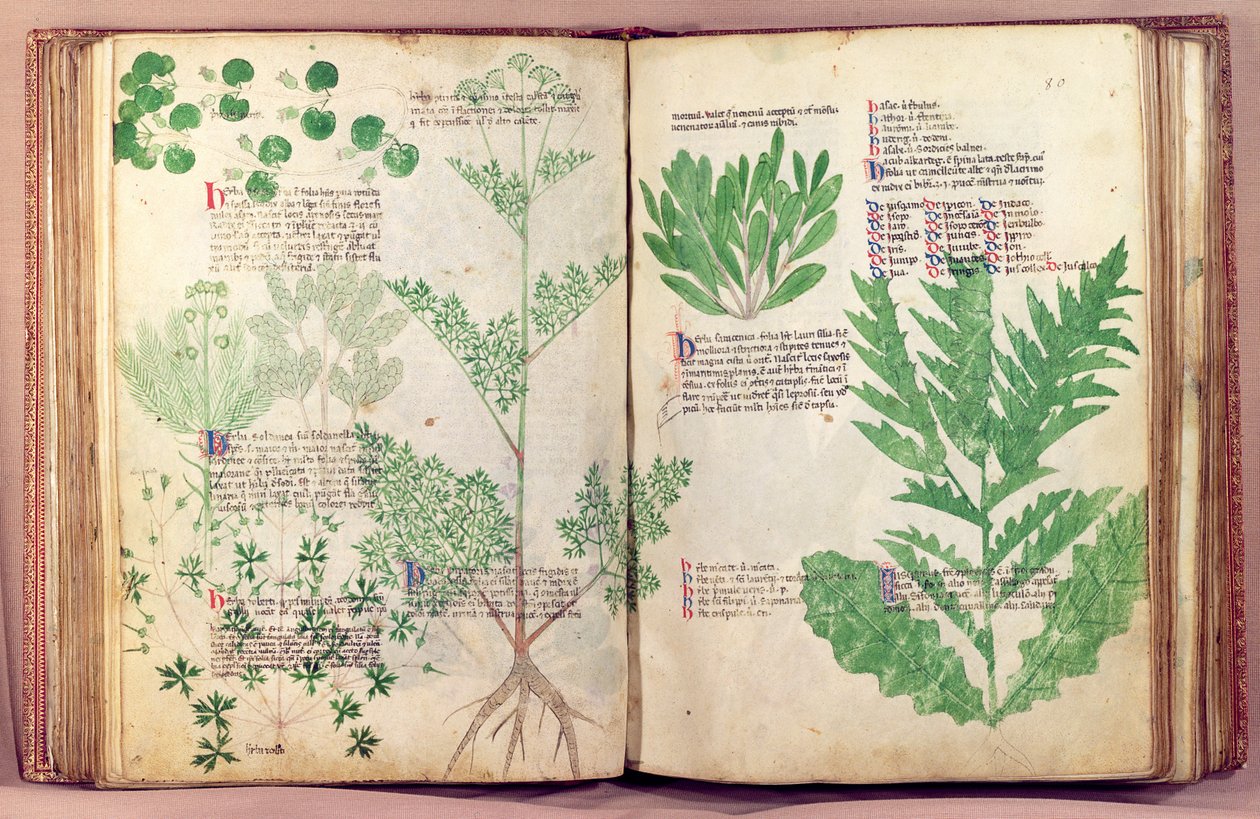 MS 6823 fol.19v من حوالي 80 نباتًا وأعشابًا بواسطة Manfred of Mount Imperial ، c.1330-40 بواسطة المدرسة الايطالية