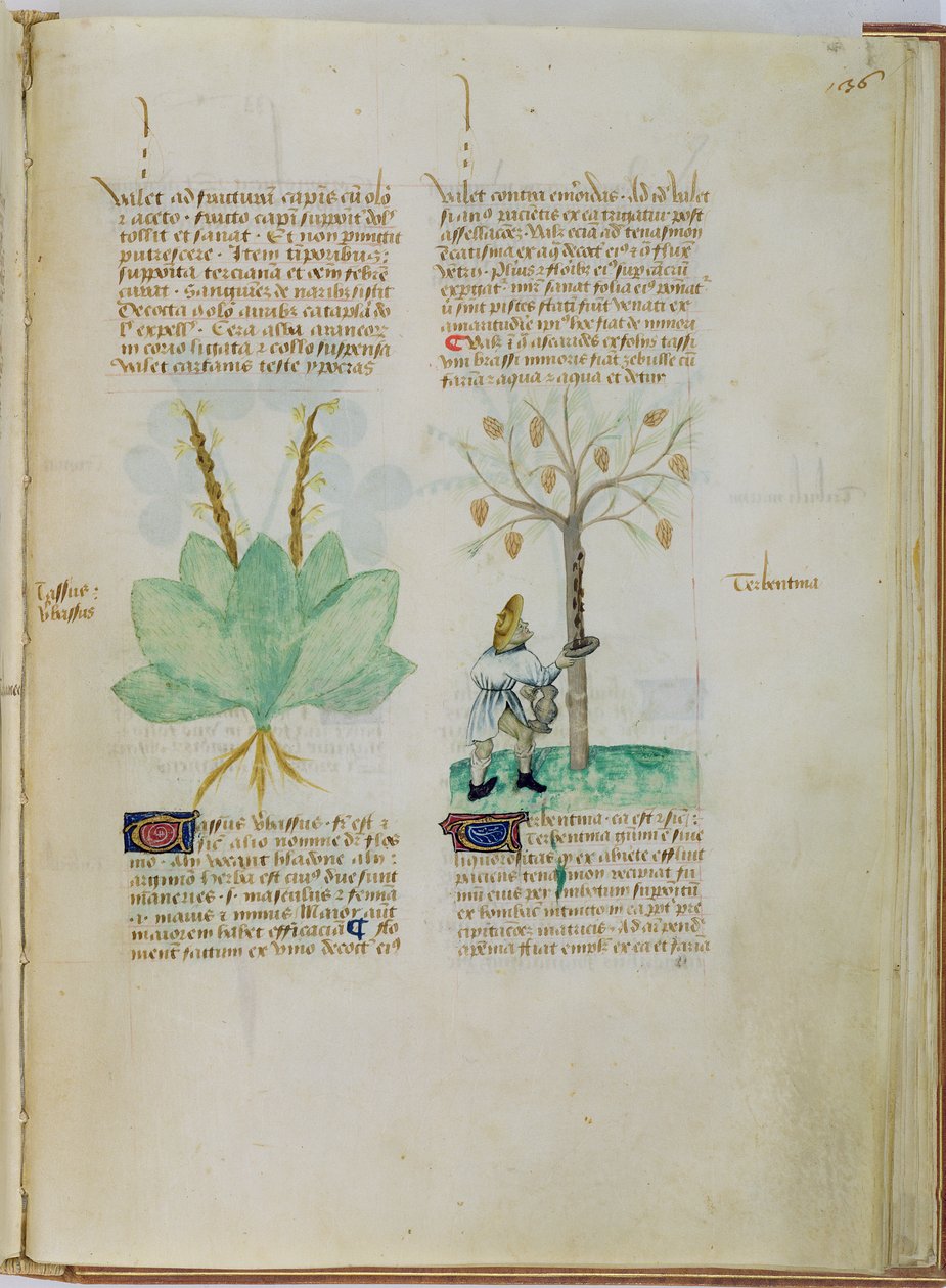Ms Lat 993 L.9.28 fol.136r جمع التربنتين ، من "Tractatus de Herbis" بواسطة Pedanius Dioscorides (حوالي 40-90 م) (ورق) بواسطة المدرسة الايطالية