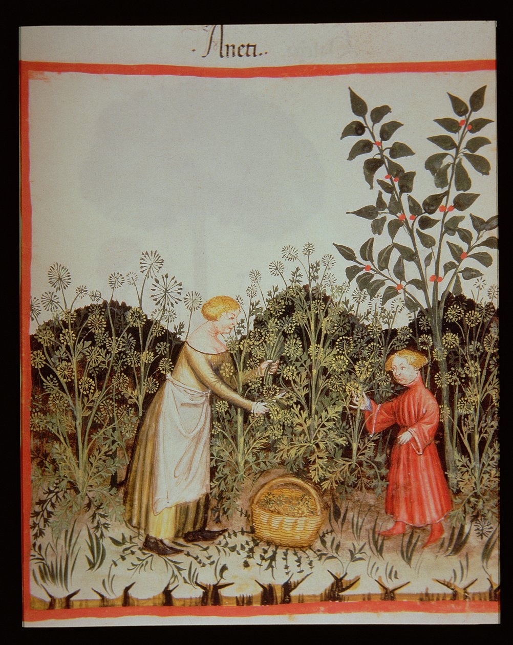 جديد 2644 f.32r جمع DOT Tacuinum صحية الدستور الغذائي بواسطة المدرسة الايطالية