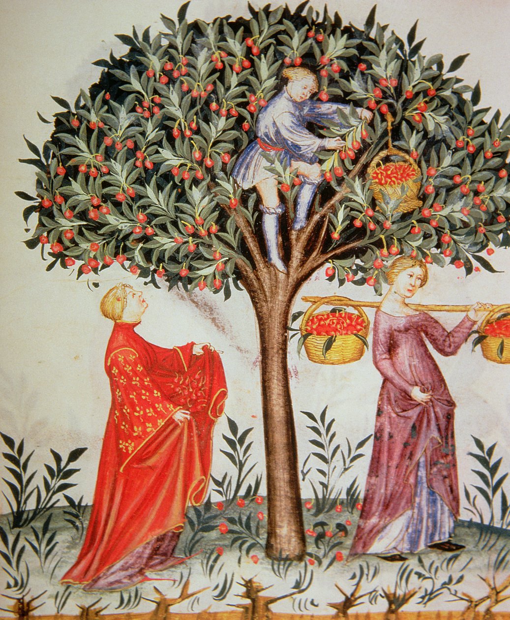 2644 fol.12r جديد قطف الكرز ، من الدستور الغذائي Tacuinum بواسطة المدرسة الايطالية