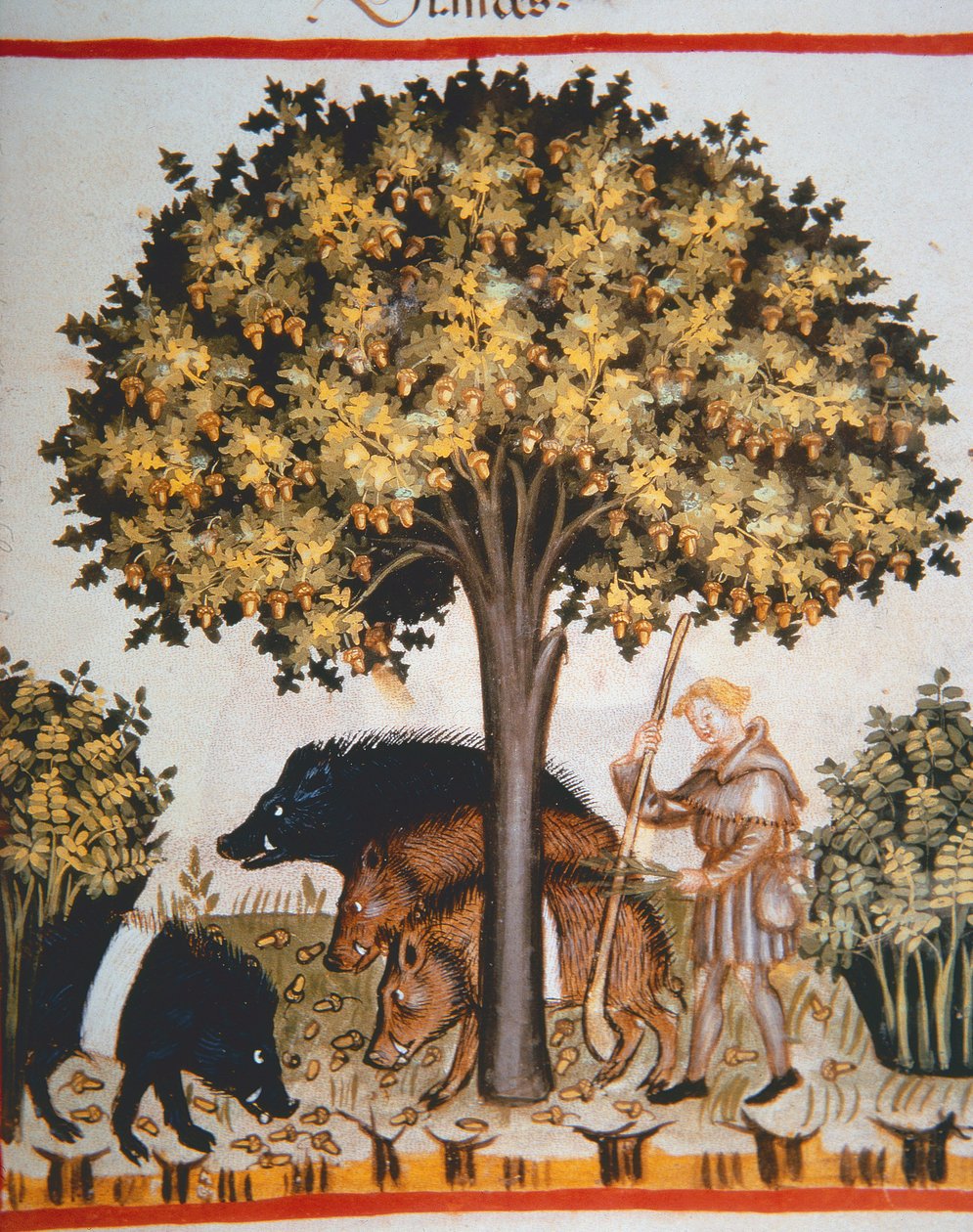 جديد 2644 fol.15r حصاد الجوز من الدستور الغذائي Tacuinum بواسطة المدرسة الايطالية