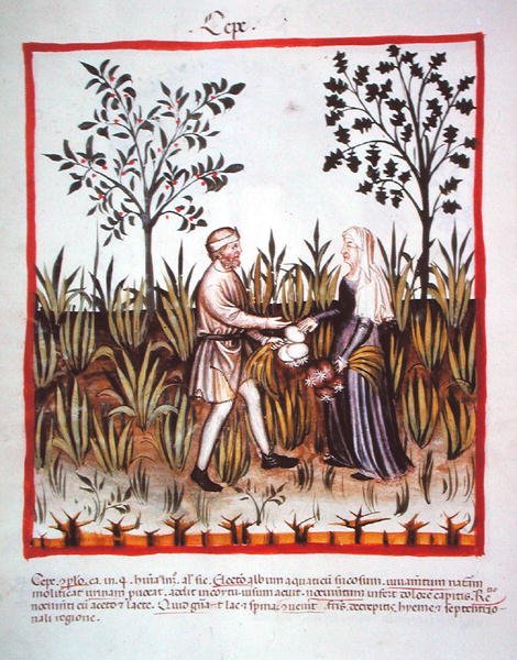 Nova 2644 fol.25v حصاد البصل ، من Tacuinum Sanitatis Code Vindobonensis (على ورق) بواسطة المدرسة الايطالية