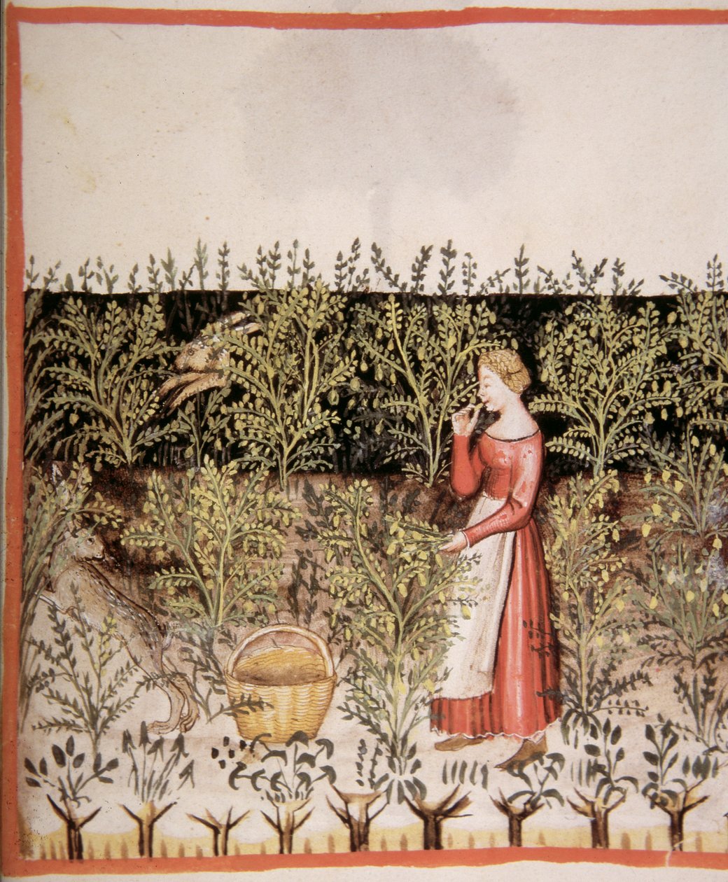 2644 fol.49 r اختيار الحمص الطازج ، الدستور الغذائي الصحي Tacuinum بواسطة المدرسة الايطالية