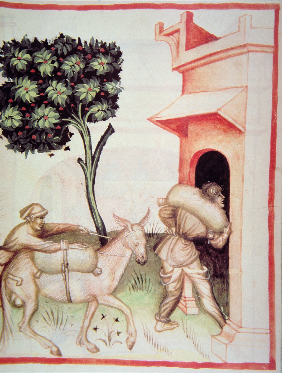 Nova 2644 fol.91v زيت الزيتون: نقل الزيتون من Tacuinum Sanitatis بواسطة المدرسة الايطالية