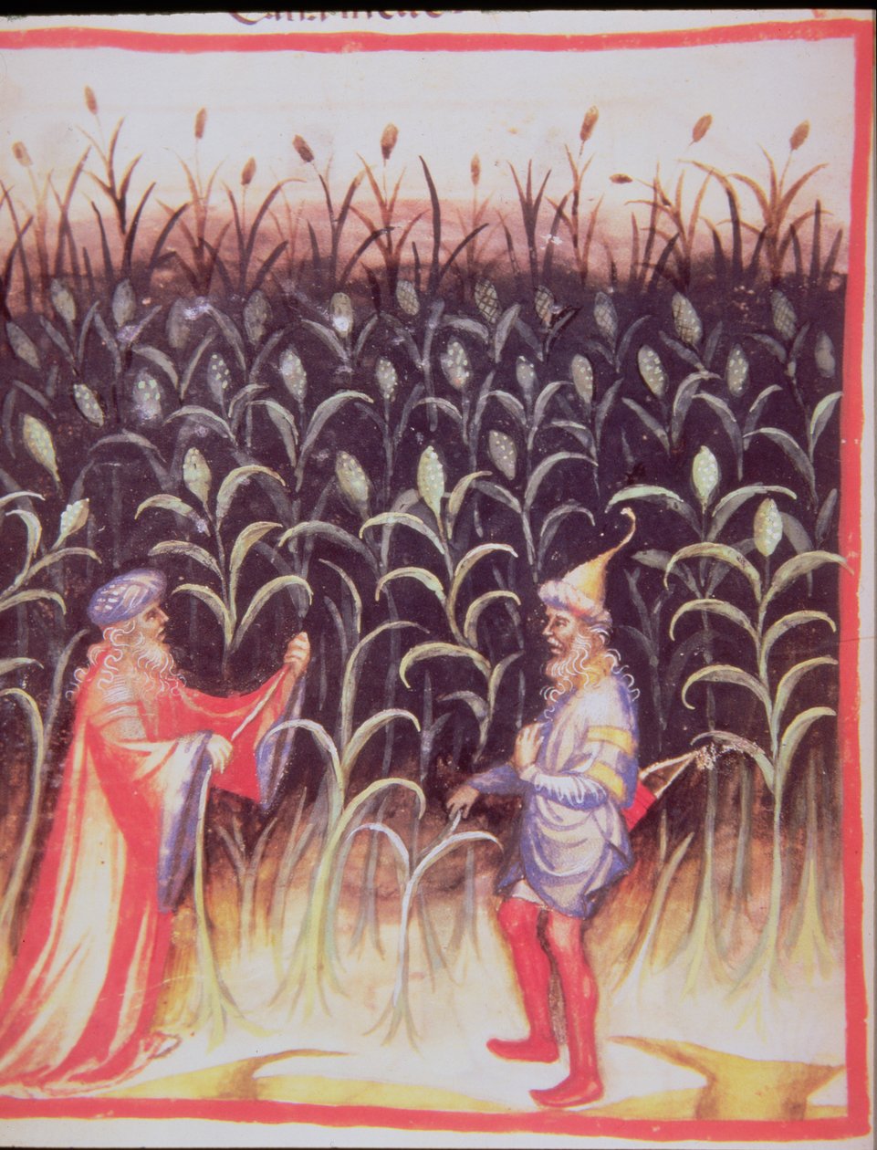Nova 2644 fol.92v زراعة قصب السكر ، من Tacuinum Sanitatis بواسطة المدرسة الايطالية