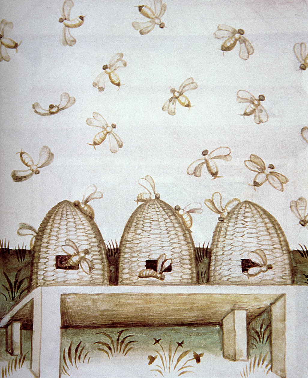 خلايا النحل الجديدة 2644 fol.94v ، من Tacuinum الصحي بواسطة المدرسة الايطالية