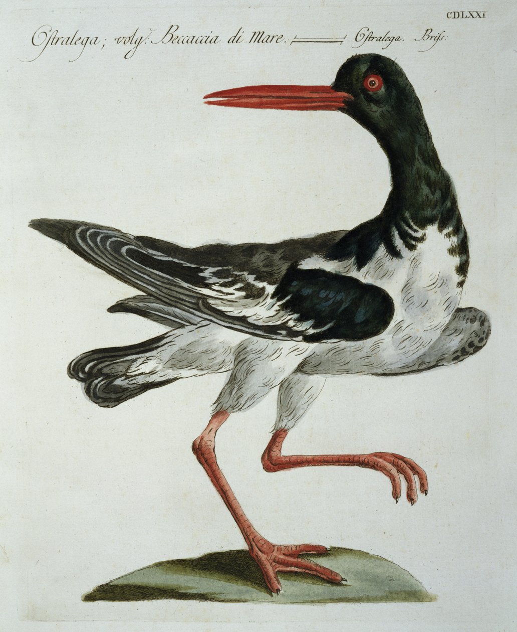 الماسك المحار ، c.1767-76 (النقش اليدوي) بواسطة المدرسة الايطالية