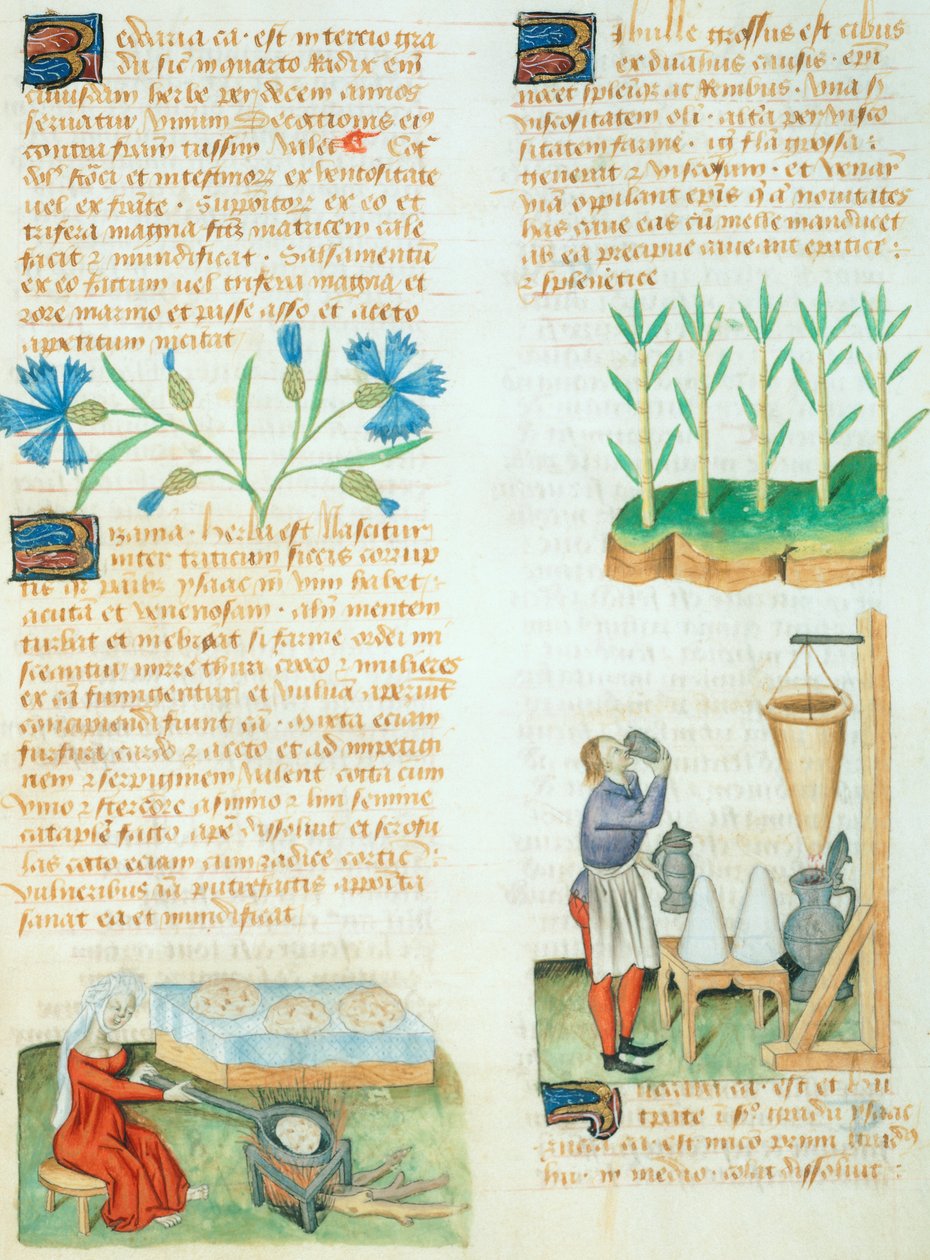 صفحة من Tractatus de Herbis بواسطة Dioscorides Pedanius بواسطة المدرسة الايطالية