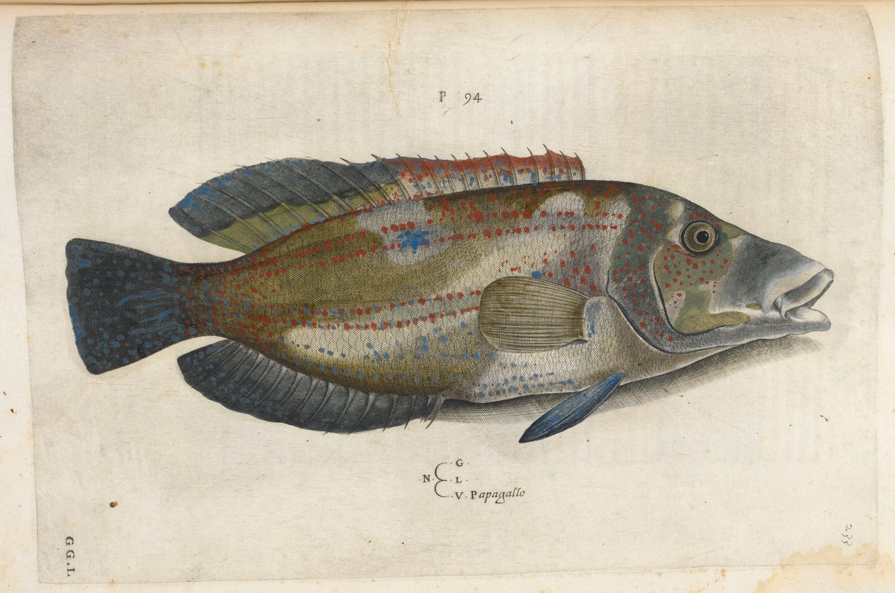 ببغاء (Nematistius pectoralis) ، رسم توضيحي من "Aquatilium Animalium Historiæ Liber primus" ، بقلم إيبوليتو سالفياني بواسطة المدرسة الايطالية