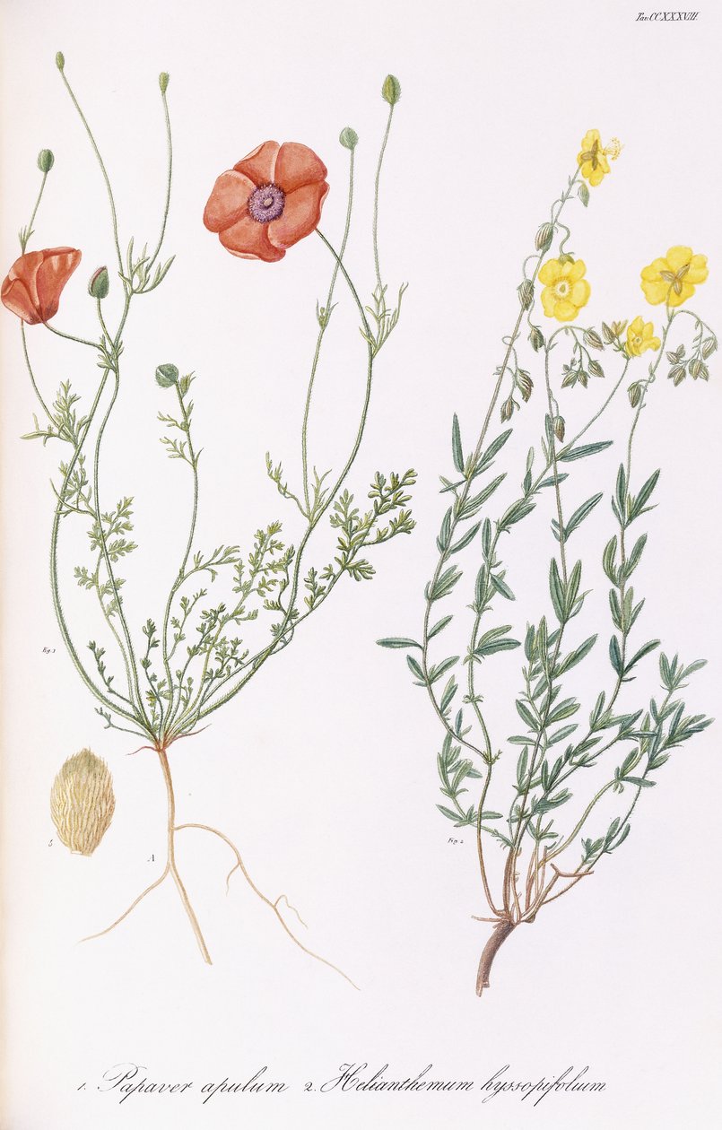 Apulum Apulum and Helianthemum hyssopifolum ، 1811-1838 بواسطة المدرسة الايطالية